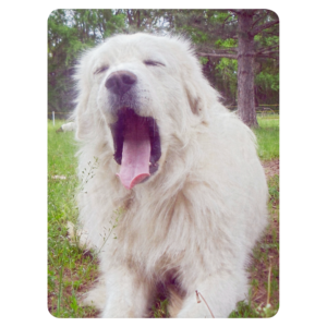 Yawning Livestock Guardian Sherpa Blanket | Farm Dog Throw